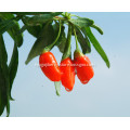 Dried organic wolfberry dry goji with low moisture